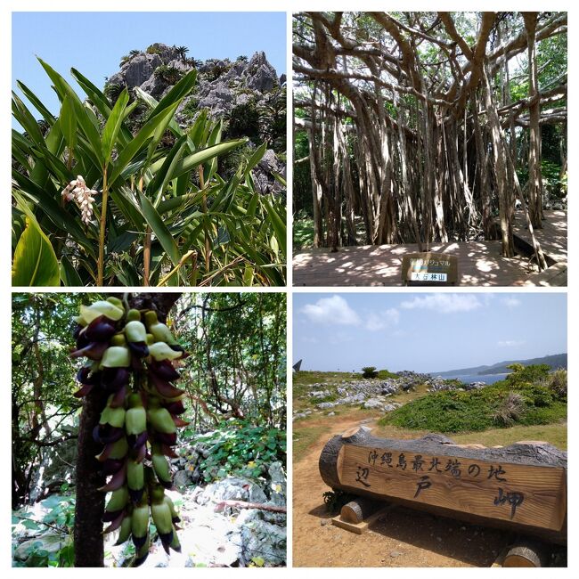 再び自然に癒される沖縄本島旅2日目ヤンバルの森2023