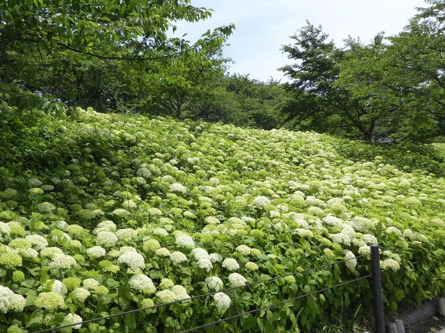 埼玉県幸手市にある権現堂公園に紫陽花を見に行きました。<br />ここは桜と菜の花で有名なところですが、紫陽花や彼岸花も綺麗な所です。<br />今回はその紫陽花を見に行きました。<br />まだ少し早かったようで見頃はまだこれからでした。<br />駐車場前の土手に白いアナベルが一斉に咲く風景はとっても素敵♪<br />満開にはまだ早かったのですが、多くの方が来られていました。<br />山羊も飼育されていました。<br />花の名前が分りませんので写真だけを掲載しますσ(^◇^;)<br />宜しければご覧ください。