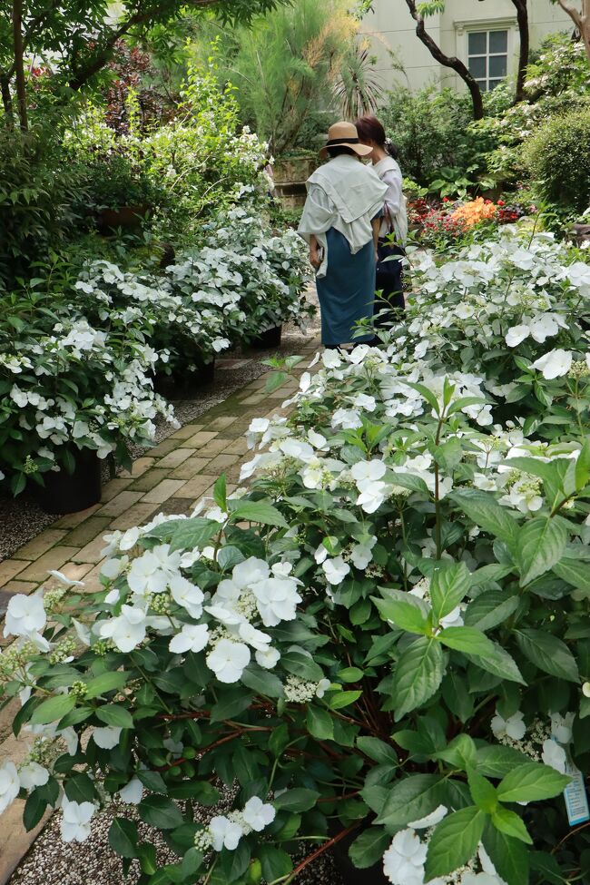 5月は、花遊庭でバラと草花が咲き競い、一番庭が輝くシーズン。<br />まるで、イギリスにいるかのような美しい景色の中でゆったりと心が落ち着いて、癒されるのです。<br /><br />ガーデニングミュージアム花遊庭は今年で作庭30周年。<br />1300坪の敷地に28のテーマガーデンがあって、バラの季節にまた訪問しようと、花曇りの日に来てみました。<br /><br />写真をたくさん撮ってきたので、コメントは少な目。<br /><br />美しい花遊庭を、写真で堪能頂ければ幸いです。<br /><br />