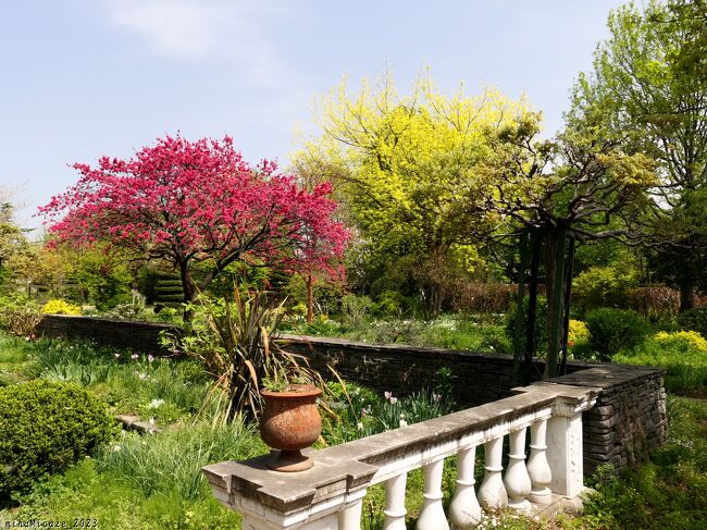 「エアリスの小さな森公園」の春の花_2023_梅や桜、花桃などは、ありません（太田市）