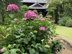 今年も高幡不動の紫陽花2023