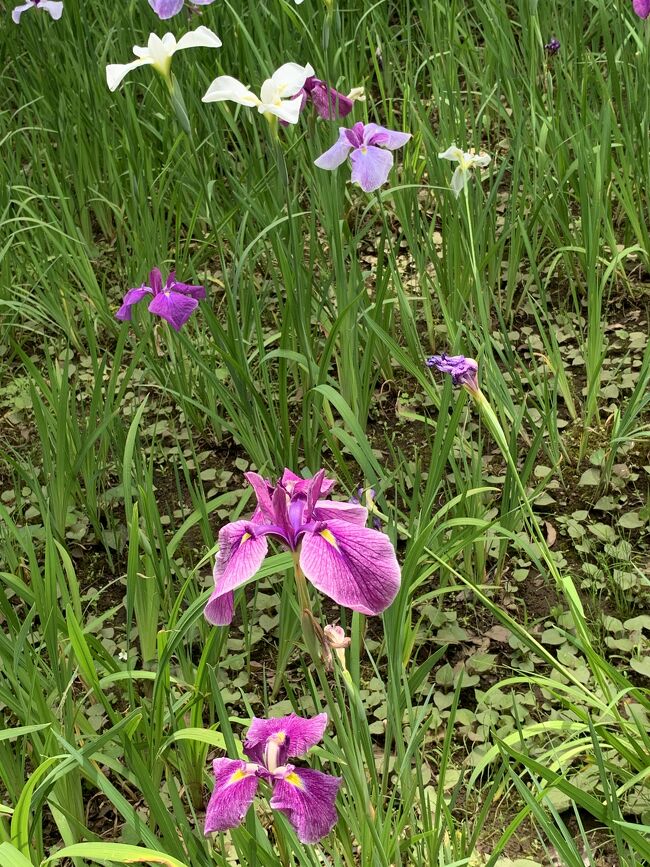 中沢池の菖蒲、からきだの道に紫陽花を求めて多摩丘陵散策