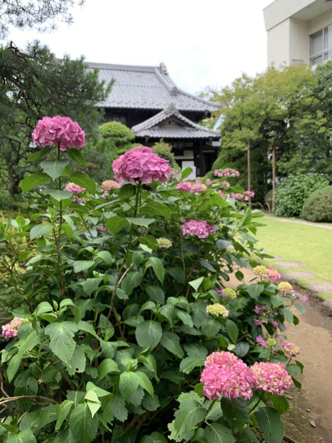 今年も高幡不動の紫陽花2023