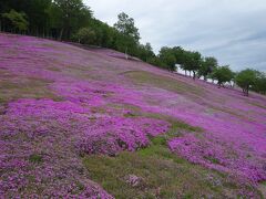 滝上公園の芝桜がみごとにさいていました。