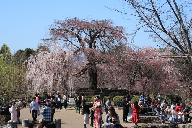 　旅行需要を喚起する全国旅行支援を使って京都を二泊三日で旅した。今回は新幹線を使って早朝に京都入り。初日の朝食から最終日の昼食まで食べたいものをプログラムした。合間には今まで行ったことがなかった寺院や道ばたの石碑を詳しくチェック。季節は梅の花見には遅く、桜には早くだったが、しだれ桜は堪能できた。