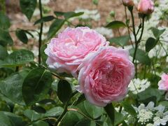 大阪万博記念公園・自然文化園にある「平和のバラ園で今年二度目のバラ見物」＆日本庭園で「オッチャン達のOB会」を楽しむ。（2023）