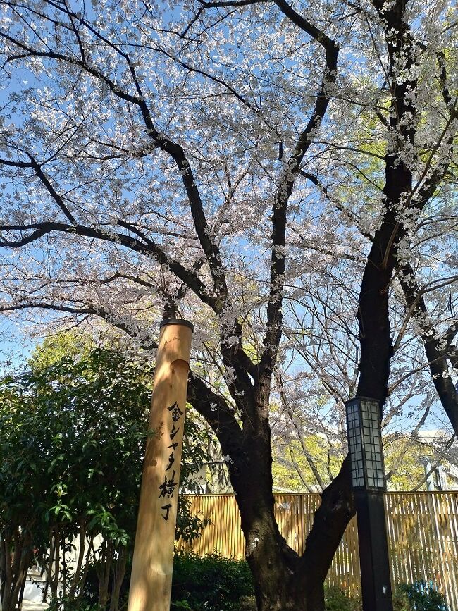 徳川御三家尾張藩の金の鯱・名古屋城を桜の美しい春に訪ねる