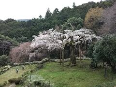 長興山のしだれ桜、往復1時間かけて見る価値のある桜でした。