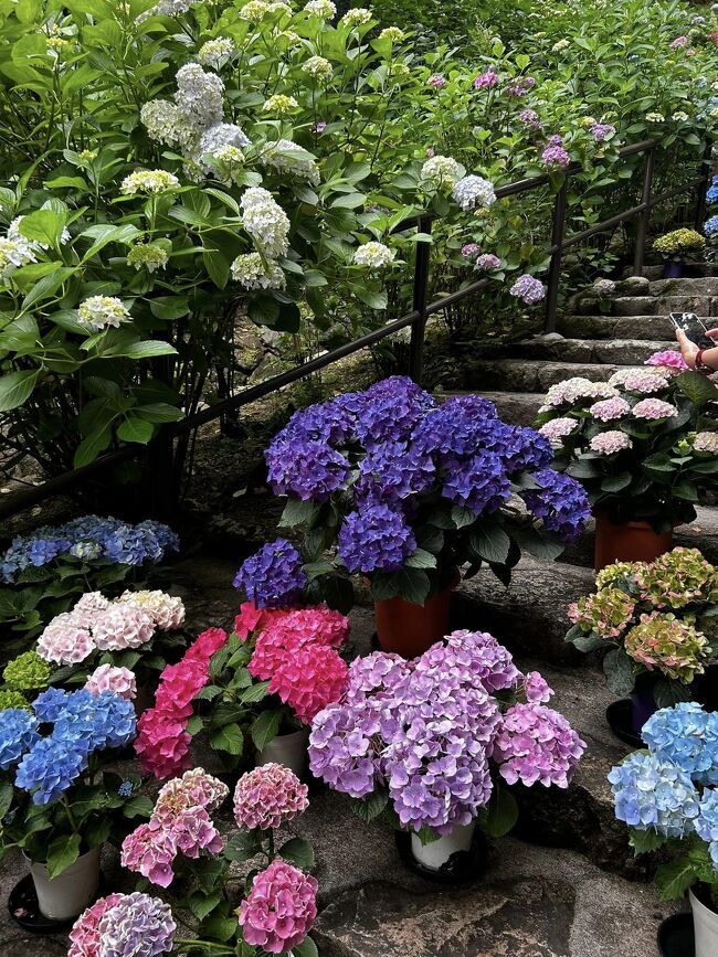 　梅雨のさなか、花曇り、とでもいうのか。夜は雨との予報で蒸し暑さはあったけど、日差しの強さはなかったので、観光日和なのかも。<br />紫陽花で有名なのは矢田寺だが、郡山の駅からのバスに長蛇の列の記憶があり、なかなか行くことも叶わない中、駅に紫陽花の写真に長谷寺、とあったので、行ってみようかということになった。<br />　165号線から旧初瀬街道の狭い道に入ると、やはり結構歩いている人も多い。ただ朝早い時間帯だったからか、比較的すんなりと長谷寺の駐車場に車を滑り込ませることができた。　<br />　例の雪洞が並ぶ著名な登廊を登り、通常左に折れてさらに本堂に続く登廊には行かず、正面にある石段に色とりどりの紫陽花の鉢植えが並び、淡いよく見かける色合いだけでなく、真っ赤や真っ青な紫陽花も並び、下から見るとその色彩にちょっとした感動がある。でも人が多くて、写真を撮っても、花を撮ってるのか人を写しているのか&#128166;というところ。観光客がそれぞれ写真を取りながら歩くので五十段くらいの石段を昇るのにほぼニ十分程度かかるが、それでもじっくりと花を愛でることができるので、それはそれで楽しいところ。<br />　石段を昇り切ると本堂の西側に出る。本堂を巡り、五重塔から西側の参道を降りて、受付に戻ってきたが、それぞれの道の脇にも色とりどりの紫陽花が随所に植わっていて、しかも本堂のあたりは標高も高く木々の間は涼しく、1時間半ほどの院内巡りも十分リラックスできた。<br />　お昼前に寺を出た帰り道、寺に向かう車で渋滞していた。午前中早い時間に行くのがお勧めかもしれない。いずれにしても心も身体もリフレッシュであった。