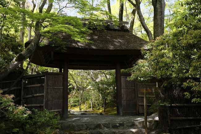 嵯峨野巡り、最後に祇王寺を訪れます。祇王寺、嵯峨野巡りのルートから少し外れているので、私も行ったことがあるのかないのか、記憶が定かではありません。<br />そんな祇王寺からその後徒歩で嵐電嵐山駅へ。嵐電で四条大宮、ホテルで荷物をピックアップし、バスで京都駅へ戻ります。