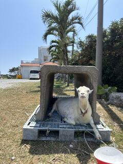 ANAセールで八重山諸島ひとり旅♪波照間編