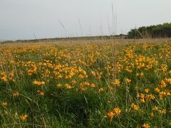 北の花だより