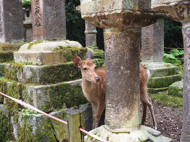 私の夏休みが始まりました。最初は奈良。何故奈良か？JR西日本が企画しているサイコロきっぷで出た場所が奈良だったからですよ( *´艸｀)