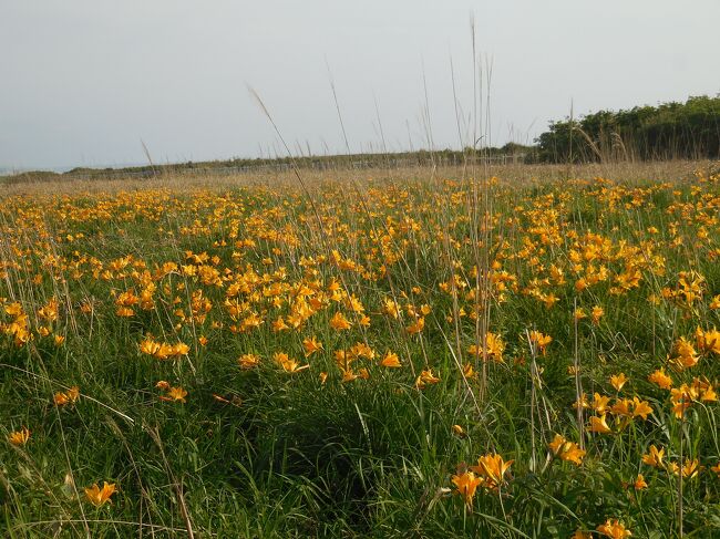 　4トラの旅行記を見ると、先月からライラックや芝ざくら、上湧別のチューリップなど、花に関係した旅行記が多くなっていますね。<br />　「エゾカンゾウがきれいに咲く時期だなあ。」<br />　ふと頭に浮かびました。そこで、道の駅巡りも兼ねて天塩方面に出かけて来ました。その様子をご覧ください。