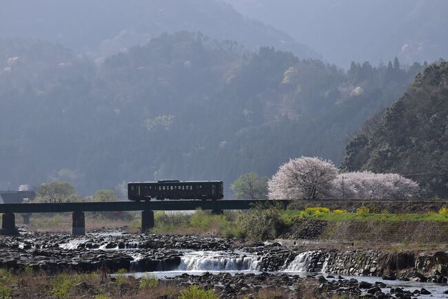 昨日から訪れている「若桜鉄道の駅舎と風景巡り」は、若桜鉄道の終点に近づいてきました。<br /><br />今日は朝の日差しを浴びる鉄道風景を「徳丸ドンド」で撮影します。<br />「徳丸ドンド」は八東川の中にある自然滝。この風景に春の桜の花が加わり、若桜鉄道の橋梁を渡る鉄道写真と共に撮ります。<br />八東川の畔には江戸時代に川の氾濫を防ぐために造られた「勘右衛門土手」があり、今の時期美しい彩りの桜並木になっています。<br /><br />次に、徳丸から終点の若桜までの移動は、列車が無い時間帯のため路線バスを利用します。<br />バス車窓からは登録有形文化財になっている若桜鉄道の施設「橋梁、落石覆、雪覆」などを確認します。<br /><br />なお、旅行記は下記資料を参考にしました。<br />・鳥取駅の案内板「鳥取しゃんしゃん祭」<br />・若桜鉄道のHP：沿線各駅情報、登録有形文化財ご紹介、運行車輌のご紹介<br />・千代川漁業協同組合「千代川つりマップ」<br />・国指定文化財データベース「若桜鉄道第二八東川橋梁」<br />・八頭町観光協会ツイッター「勘右衛門土手の桜が満開」2020/4/1<br />・とっとりいきいきシニアバンク、入江宜明さんの講演「世直し餃子に生きる義民の心」：勘右衛門騒動<br />・鳥取市観光サイト「八頭町お花見スポット！」：金崎橋付近<br />・日本交通鳥取エリアのHP<br />・文化遺産オンライン「若桜鉄道落石覆」「若桜鉄道落雪覆」<br />