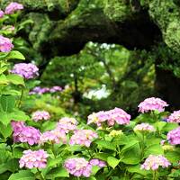 もっと、ザブーン彡を*大洗磯前神社からの～　　日本三名爆*袋田の滝*岩に染み入る滝の音.*