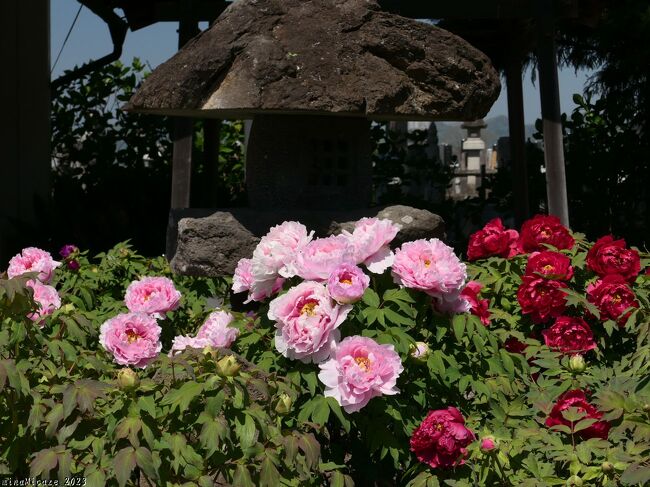 群馬県邑楽町の「恩林寺」へ、ボタンを見に行きました。まだ4月10日でしたが、思っていた以上に咲き進んでいて、すでに十分に綺麗なボタンを見られました。ツボミが沢山あったので、花は更に増えそうでした。