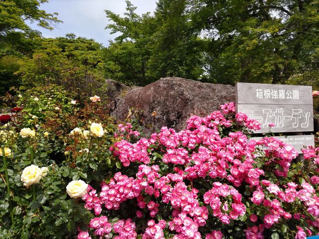 いとこと熱海・箱根２泊３日<br />最終日は強羅周辺を中心に観光<br />傾斜を生かした「強羅公園」と「神仙郷」<br />お気に入りの場所になりました。
