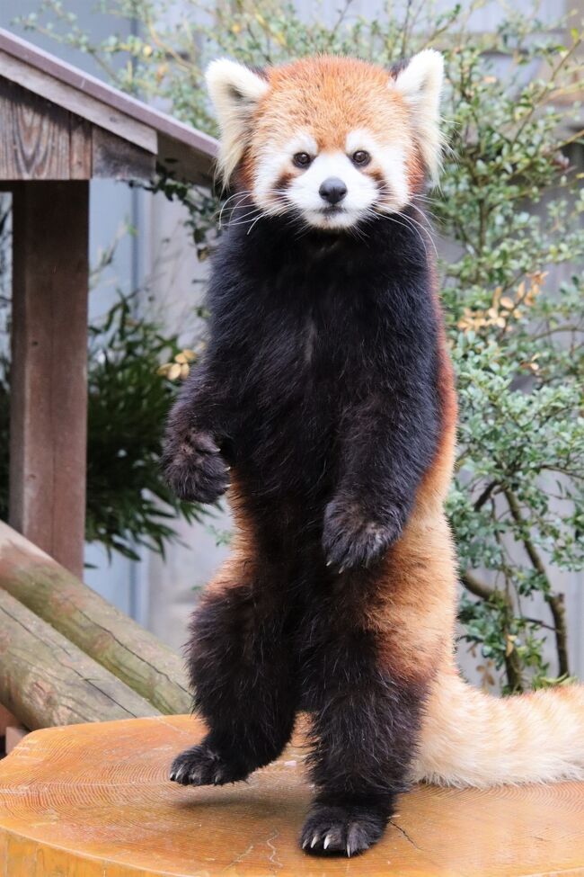 2023年３月第４週末の３泊３日３園の神戸姫路レッサーパンダ遠征の３園目で最終目的地は、姫路セントラルパーク（略して「姫セン」）の後編の旅行記です。<br />この後編の旅行記は、レッサーパンダがいるウォーキングアベニューの動物たちの写真でまとめました。<br /><br />サファリエリアと、ウォーキングサファリのうち、ウォーキングアベニューに近いカンガルー広場やフライングケージの写真は、前編の旅行記にまとめました。<br /><br />「久しぶり神戸姫路レッサーパンダ遠征2023（８）姫路セントラルパーク（前）満開の山桜と雨のサファリ～初エリアでカピバラ三つ子やワラビーベビー」<br />https://4travel.jp/travelogue/11834498<br /><br />実は当初の予定では、神戸２園だけの２泊２日の遠征のつもりで、日曜日は骨休めの日にしていました。でも、同じ兵庫にいるなら、姫センも行きたいと思いました。<br />でも、そう強く思った直接のきっかけは、なんといっても、姫センでレッサーパンダのリンゴのエサやりタイムが行われるようになったことからでした！<br />姫センは、自分で運転して行かない場合、入園してからレッサーパンダのところにたどり着くまで、２時間以上かかる、レッサーパンダまでがとても遠い動物園なのです。<br />でも、リンゴのエサやりタイムが決まった時間にあるのなら、レッサーパンダたちが起きている時間が読めるし、なにより大好きなリンゴをおねだりしたり、食べる時のレッサーパンダたちは強烈に可愛くて、１番のハイライトといえます！<br />それに私も、レッサーパンダたちにエサやりしたい！<br />そうでなくても姫センは２年半もご無沙汰だったので、ケンタくん・ジャジャちゃん・テマリちゃんに久しぶりに会いたかったのです。<br /><br />今回の遠征では３園ともそれぞれ近くに在住のレッサーパンダ・ファンさんとご一緒できたという意味でも、私にとって希有な遠征となりました。<br />今回、姫センでご一緒できたファンさんは、車でアクセスできるし、ウォーキングアベニューに行くのに、私のようにサファリバスに行く必要はないので、ウォーキングアベニューで合流できました。<br />また、お住まいはそう遠くないため、すでに常連さんで、朝イチからではなく、レッサーパンダのリンゴタイムが近づき、レッサーパンダたちが昼寝から起きて活動を始める確率が高い時間帯に来園されました。<br />ありがたかったことに、常連さんなので、私のように久しぶりの来園では知らない、ウォーキングアベニューの魅力を教えていただけました。<br />特にレッサーパンダ以外については、事前の情報チェックはあまりできていなかったので、レッサーパンダはもちろん、他の動物たちの見どころもおさえることもできました！<br />具体的には、特に、副園長さんによるチンパンジーのアニーちゃんへのおやつや、前編の旅行記の方にまとめましたが、ワラビーやカンガルーのおやつタイムです。<br />他に、レッサーパンダの展示場の目の前だったこともあり、ホワイトタイガーたちのごはんタイム、それからたまたま通りかかった時ですが、コツメカワウソの夕食、それからコツメカワウソとの握手会も満喫しました！<br /><br />ただ、思った以上に見どころがたくさんだったので、ホワイトライオンたちの方はほとんど見に行けなかったのは残念です。<br />でも、実はこれまで姫センを遠征候補になかなか挙げていなかった理由に、レッサーパンダたちは寝ている時間が長くなったようなので、せっかくウォーキングアベニューに到着しても、少し時間を持て余すかもしれないと思っていたせいなのですが、レッサーパンダのエサやりタイムはもちろん、他にもイベントがあったり、見どころに気付いたので、また姫センに再訪したい気持ちが高まりました。<br /><br />それに、実は姫センのレッサーパンダのテマリちゃんのお婿さんとして、那須どうぶつ王国で赤ちゃんの時かに見守ってきた大事くんが、2023年７月に姫センにお婿入りしました。<br />その大事くんの新天地での様子を見るためにも、また、少し先の話になるとは思いますが、できればテマリちゃんと同居しているところが見たいので、次の秋か冬には、またぜひ姫センを再訪したいと思っています。<br /><br />＜１年５ヶ月ぶりの神戸と２年４ヶ月ぶりの姫路のレッサーパンダ動物園３園でソメイヨシノはまだだけど山桜は見頃だった今回の旅行記のシリーズ構成＞<br />□（１）アクセスみやげグルメ編：神戸牛と穴子はおさえた！～姫路みやげはパッとせずとも３園で動物グッズ<br />□（２）ホテル編：コスパ悪くなく駅近で快適だったコンフォートホテル神戸三宮とJRクレメントイン姫路<br />□（３）花の動物園いろいろ～ぎり桜の王子動物園・桜以外の神戸どうぶつ王国・山桜の姫路セントラルパーク<br />□（４）王子動物園（前）レッサーパンダ特集：ジャズくんガイアくん～桜パンダとクライミング野花ちゃん<br />□（５）王子動物園（後）コアラやアシカの子やネコ科猛獣～すぐ分かったアムールトラのショウヘイくん他<br />□（６）神戸どうぶつ王国（前）レッサーパンダがいるアジアの森や子カンガルーとペリカンフライト他<br />□（７）神戸どうぶつ王国（後）コツメカワウソキッズのいる新生態園や盛りだくさんの熱帯の森と湿地他<br />□（８）姫路セントラルパーク（前）満開の山桜と雨のサファリ～初エリアでカピバラ三つ子やワラビーベビー<br />■（９）姫路セントラルパーク（後）レッサーパンダのエサやり他イベントたくさんのウォーキングアベニュー<br /><br />姫路セントラルパークの公式サイト<br />https://www.central-park.co.jp/<br /><br />神姫バスの公式サイト<br />https://www.shinkibus.co.jp/<br />お得なチケットのページ<br />（路線バス＋入園券セットで650円お得）<br />※ただし2023年３月現在はまだセット券販売中止<br />https://www.shinkibus.co.jp/bus/deal/index.html<br /><br />＜タイムメモ（姫路セントラルパーク・詳細版）＞<br />【2023年３月23日（木）】<br />18:30　職場を出る<br />（JR改札内で駅弁を買う）<br />18:45すぎ　新幹線に乗り込む<br />18:51　東京駅始発の新幹線のぞみ59号に乗車（自由席）<br />21:35　新神戸に到着<br />21:50　地下鉄山の手線西神中央行に乗車<br />（三宮まで１駅）<br />22:05　コンフォートホテル神戸三宮にチェックイン<br /><br />【2023年３月24日（金）】<br />07:00　起床<br />07:35-08:05　ホテルの無料バイキング朝食<br />08:15　ホテルの部屋を出る<br />08:25　JR三ノ宮駅に到着<br />（駅のセブンイレブンでパンを買った後）<br />08:28　JR神戸線 高槻行に乗車<br />08:31　灘駅に到着<br />08:45　のんびり歩いて王子動物園に到着<br />09:00　王子動物園に入園（開園09:00）<br />09:00-09:05　ロッカーに荷物を預ける<br />09:05-16:50　王子動物園を満喫する<br />（12:35-12:50　キッチンカーでランチ休憩）<br />（16:40-16:50　売店で買い物）<br />16:50-17:00　ロッカーでゆっくり身支度<br />17:00　動物園を出る（閉園17:00）<br />17:20　三宮に戻る<br />（ポートライナーインフォメーションでセット券を購入）<br />17:30　ホテルに戻る<br />17:30-18:05　ホテルのラウンジでコーヒー休憩<br />18:20　部屋を出る<br />18:35-19:25　神戸牛みやびサンキタ店で夕食<br />19:35　ホテルに戻る<br />19:35-20:05　ホテルのラウンジでコーヒー休憩<br /><br />【2023年３月25日（土）】<br />07:50　起床<br />08:35-09:05　ホテルの無料バイキング朝食<br />09:15すぎ　部屋を出る<br />09:20　ホテルをチェックアウト<br />09:30　ポートライナー三宮駅発に乗車<br />09:45　開園を待つ<br />10:00　神戸どうぶつ王国に入園（開園10:00）<br />10:00-17:00　神戸どうぶつ王国を満喫<br />（12:25-13:05　持参のパンでランチ休憩）<br />（13:50-14:05　コーヒー休憩）<br />（17:15-17:35　売店で買い物／レジが混雑）<br />17:35　王国を出る（閉園17:30）<br />18:00頃　三宮に戻る<br />18:10　ホテルに戻る<br />18:20　荷物を受け取ってホテルを出る<br />18:30-18:50　みどりの窓口で払戻し<br />（新神戸－姫路間の新幹線の切符を払い戻す）<br />18:54　JR網代行（新快速）に乗車<br />19:34　姫路駅に到着<br />20:00　JRクレメントイン姫路にチェックイン<br />（遠回りした）<br />20:45-21:15　鳥勝で夕食<br />21:40　バス停下見（北口バス停14番）<br />21:50　ホテルに戻る<br /><br />【2023年３月26日（日）】<br />07:30　起床<br />08:05-08:35　ホテルのバイキング朝食<br />08:55すぎ　部屋を出る<br />09:00すぎ　チェックアウト<br />09:10すぎ　のんびりバス停に向かう<br />09:30発の神姫バスに乗車<br />（14番バス停550円交通系IC可）<br />10:10頃　姫路セントラルパークのバス停に到着<br />10:10すぎ　姫路セントラルパークに入園<br />10:15　サファリバスの予約・チケット購入（800円）<br />（チケット購入後にロッカーに荷物を預ける）<br />10:20　サファリバスに乗車（出発10分前）<br />10:30-11:00　サファリバス<br />11:15　ウォーキングアベニューに到着<br />11:15-11:20　サバンナテラス（キリンと山桜）<br />11:20-11:25　コツメカワウソ<br />（雨で撮影できず）<br />11:30-11:45　レッサーパンダ★<br />（時々チーターとホワイトタイガー）★<br />（テマリは地面をよく歩き回っていた）<br />（ケンタとジャジャは熟睡）<br />11:45-11:50　ウォーキングアベニューからサイとラクダ<br />11:50-12:00　カンガルー広場<br />（ケープペンギン・ベネットアカクビワラビー・カンガルー）<br />12:00-12:35　レッサーパンダ★<br />（ケンタとジャジャも起きてきた）<br />12:35-12:55　ランチ休憩<br />13:00-13:30　レッサーパンダのエサやり体験★<br />（テマリが当番）<br />（その後ジャジャとケンタにもリンゴ）<br />13:30-13:45　コツメカワウソの握手会★<br />（写真を撮りながら順番を待つ）<br />13:45-13:55　レッサーパンダ★<br />14:00-14:05　ホワイトタイガー★<br />（エサの差入れ～20分くらいかけてた）<br />14:05-14:20　チンパンジーのアニーちゃん★<br />（園長さんが差入れ）<br />（ペットボトルの水、人参、パン、トマト、ネギなど）<br />14:20-14:25　ホワイトタイガー★<br />（まだごはんをもらっていた）<br />14:25　チーター★<br />14:25-14:55　ココア休憩<br />14:40-14:55　ワラビーのエサやり体験<br />15:00-15:15　レッサーパンダのエサやり体験★<br />（イレギュラーの２回目）<br />（ジャジャとケンタには差入れなし）<br />15:15-15:25　コツメカワウソの食事タイム★<br />15:30-15:55　第１フライングケージ<br />（カピバラベビー（２月６日生まれの三つ子））<br />（カピバラ・パパの夕ご飯）<br />（フランミンゴ・ミーアキャット）<br />16:05　ゴンドラでふれあいステーションに戻る<br />16:10　遊園地側の駐車場に到着<br />16:15　ロッカーの荷物を引き取る<br />16:20-16:25　売店で大急ぎで買い物<br />16:25　セントラルパークを出る（閉園17:00）<br />16:30　神姫バスに乗車<br />（予定していた17:00発より前に乗れた）<br />17:05　姫路駅前の終点バス停に到着<br />17:40-18:20　おらが蕎麦で夕食<br />18:20-18:25　みどりの窓口<br />（新幹線の予約を１本早めるつもりだったがやめた）<br />18:35-19:40　ホテルのラウンジで待つ<br />19:55すぎ　姫路駅のホームに到着<br />20:02　姫路駅発新幹線のぞみ58号に乗車（指定席）<br />（終電に間に合う姫路からの最終便）<br />22:50　品川駅に到着<br />00:30すぎ　帰宅<br /><br />※これまでの動物旅行記の目次を作成済。随時更新中。<br />「動物／動物園と水族館の旅行記～レッサーパンダ大好き～　目次」<br />http://4travel.jp/travelogue/10744070<br /><br />※そのうち、これまでの姫路セントラルパークの旅行記（前泊ホテルやみやげの買い物や動物園いろいろ編などの旅行記を含む）のURL集は、姫路セントラルパーク前編の旅行記「久しぶり神戸姫路レッサーパンダ遠征2023（８）姫路セントラルパーク（前）満開の山桜と雨のサファリ～初エリアでカピバラ三つ子やワラビーベビー」の末尾にまとめました。<br />https://4travel.jp/travelogue/11834498