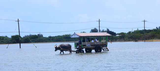 石垣島の旅行記も今回の離島めぐりで最後になります。<br />最後はお天気に恵まれて<br />離島めぐりを楽しんできました。<br />手付かずの大自然を堪能できる最後の秘境<br />西表島でマングローブクルーズを楽しんだり。。<br />サーツンダラカヌシャマ　マタハーリヌ<br />竹富島で会いましょう♪<br />そんな歌に誘われて竹富島にも行ってきました。<br /><br />どんなところなのか・・・<br />期待で胸が膨らみます。<br />