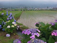 2023.6.10 梅雨の隙間に開成町あじさいまつり。