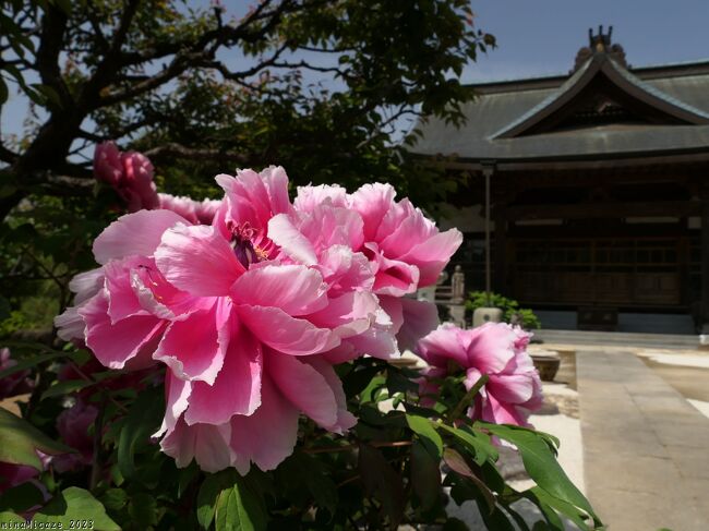 前回、4月10日には既に咲き進んでいた「恩林寺」のボタンの花、半月後のこの日には、見頃終盤で、最盛期は過ぎていたようでした。でも、花殻や散った花びらなどは片付けられていて、綺麗な花を楽しむ事ができました。