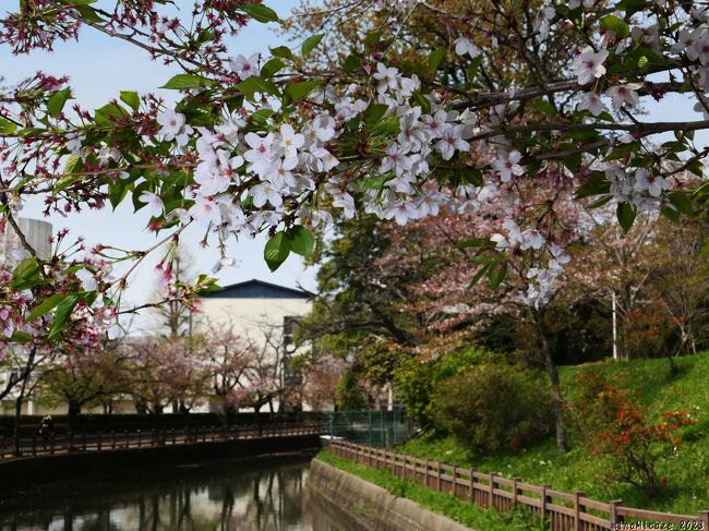 群馬県大泉町の「城之内公園」へ、サクラを見に行きました。今年(2023)のサクラは、開花が（そして散るのも）早くて、散り残った花しか見られませんでした。ツツジが既に咲き始めていました。