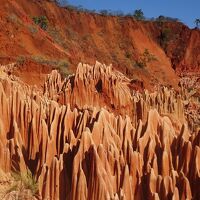 (50)2023年9月(9)マダガスカル(アンカラナ特別保護区(吊橋･ツインギー) レッドツインギー アンツィラナナ(砂糖の島 ジョフル像)