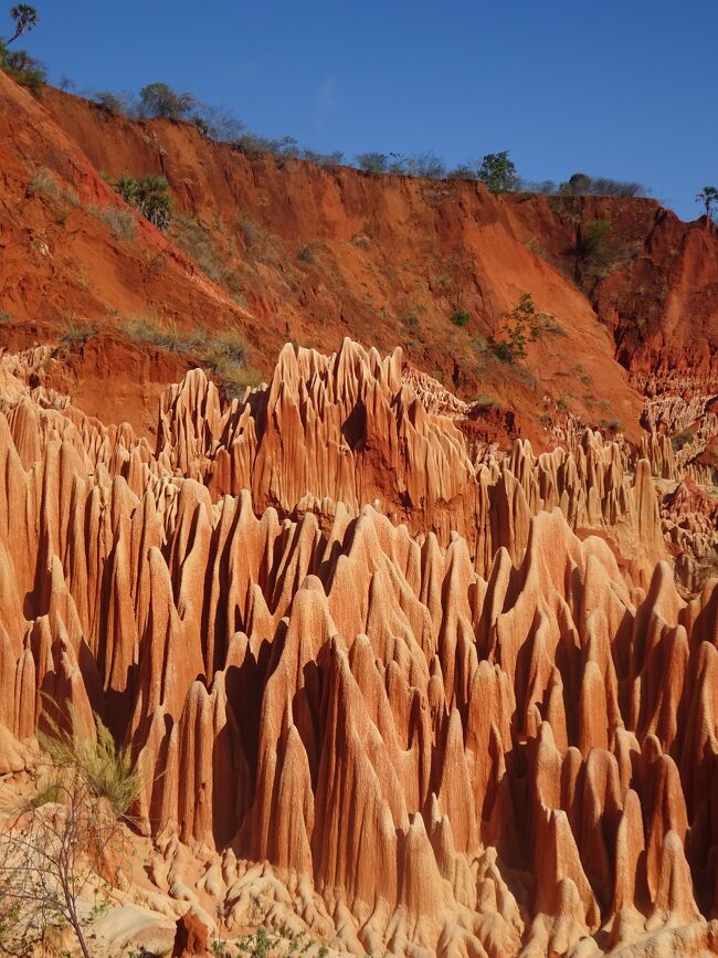 (50)2023年9月(9)マダガスカル(アンカラナ特別保護区(吊橋･ツインギー) レッドツインギー アンツィラナナ(砂糖の島 ジョフル像)