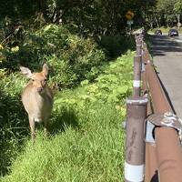 秋の道東4泊5日②　　快晴の層雲峡から第二の故郷帯広へ