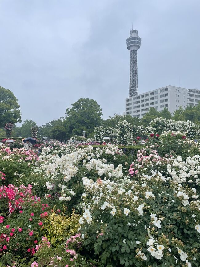 還暦同級生呑んだくれ旅～横浜・鎌倉①