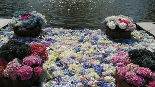 2023年大好きな昭和記念公園の紫陽花は見頃に、フォトジェニックなスポットもオープンでより華やかに♪