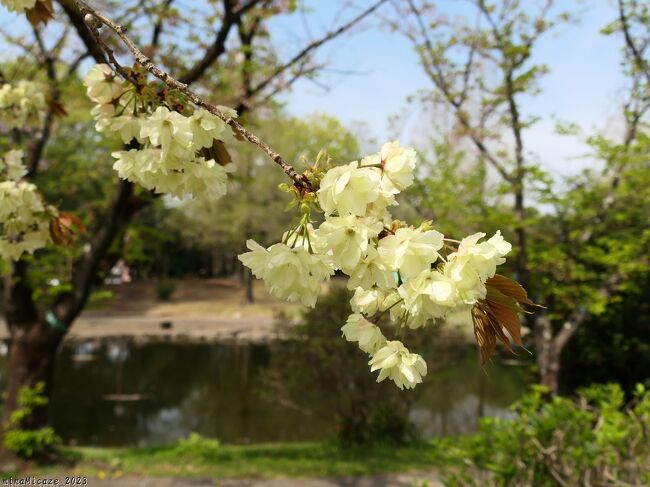 群馬県大泉町の「御正作公園」へ、サクラを見に行きました。サクラと云っても、ソメイヨシノやそれに似た淡いピンクのサクラは既に散っていました。濃いピンクの八重桜は咲き進んでいて見頃になり、薄抹茶色(?)の鬱金桜はほぼ満開でした。