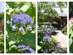 紫陽花の隠れた名所～川崎市柿生の「淨慶寺」を訪ねる