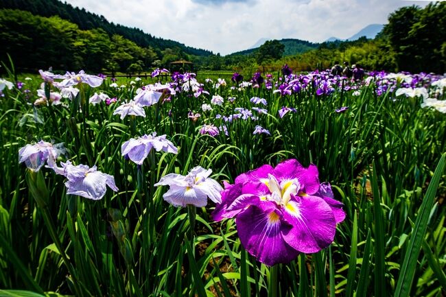 　約80種1万5千株のハナショウブが鶴見岳・由布岳などの山々に抱かれた神楽女湖を神秘的な彩りに染め上げます。