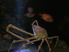 ぷらっと竹島水族館