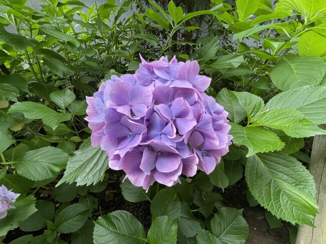 今回は<br />京都洛北・鷹峯の麓「しょうざんリゾート京都」内に誕生した、リゾートホテル「ホテルハーヴェスト京都鷹峯」に行った。<br />烏丸線で北大路駅へ　そこからタクシーで　ハーベストへ。荷物を　フロントに預けて　渓流床で昼食。<br />その後　20分ほどのんびり歩いて金閣寺へ。<br />外人の方が多かった。<br />しょうざんリゾートに戻って　庭園散策<br />リストランテ「オルティーヴォ」で　夕食。<br />全てが素晴らしく　紅葉の秋にまた来ようと　決めた。