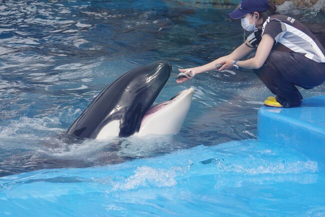 2021夏 18きっぷの旅、第2弾は名古屋港水族館へと行ってきました。<br />イルカは全国の水族館で見れる場所は多くありますがシャチは鴨川<br />シーワールドと名古屋港水族館の2か所。あとは羅臼等に来る野生の<br />シャチのみです。<br />シャチを一度見てみたいと思い早、ン十年。<br />やっと行く機会が出来ました。<br />初めてのシャチにいい歳しながら大興奮。<br />シャチだけでなくイルカショーも圧巻、そして数少ないベルーガも<br />見る事が出来、童心に返った1日でした。<br />