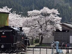 桜吹雪の若桜駅に残る昭和の鉄道風景2021～SL、機関車、転車台、駅舎～（鳥取）