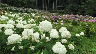 2023年千葉の紫陽花の名所1万本以上のあじさい屋敷は圧巻です！また千葉公園の大賀ハスも見頃に！