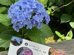 紫陽花の季節の「一条恵観山荘」@鎌倉