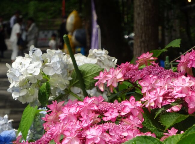 そろそろ紫陽花も終わりかなと思い、今のうちにと調布の深大寺へ行ってきました。<br />神代植物園ではありきたりなので、お寺境内に咲いてるものを探し、紫陽花など撮ってきました。<br />鬼太郎茶屋も久々に訪問、外国人客が予想以上に多かった。6期が終わってから結構たつけど、未だに人気なのは5期と３期なのね。<br />詳細は画像を参照ください。<br />経路<br />１．京王線で調布駅へ、そこから深大寺小学校までバス<br />２．徒歩で深大寺境内散策<br />３．鬼太郎茶屋で買い物<br />４．小田急バスで吉祥寺へ<br />以上