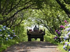 手入れされてなくてもいいんです,牧場の紫陽花は!