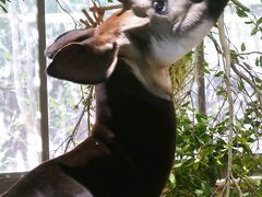 横浜15　よこはま動物園〈ズーラシア〉ｃ　オカピ-屋内で　キリン科の希少種　☆エランドも