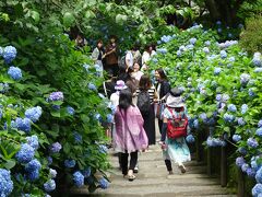 古都鎌倉　アジサイめぐり２０２３　明月院、浄智寺、鶴岡八幡宮　他