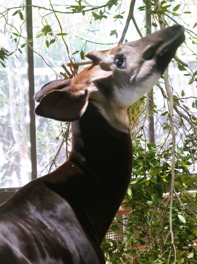 オカピは、哺乳綱偶蹄目キリン科オカピ属に分類される偶蹄類。<br />分布　コンゴ民主共和国中部および北部・東部。<br />体重200 - 300キログラム。尻と四肢に白っぽい横縞が入る。<br /><br /><br />よこはま動物園ズーラシア　については・・<br />https://www.hama-midorinokyokai.or.jp/zoo/zoorasia/<br />