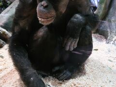 横浜16　よこはま動物園〈ズーラシア〉d  チンパンジー群生  樹上/寝床　☆ヒガシクロサイも