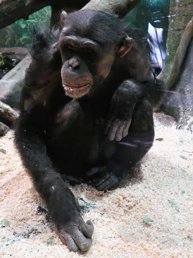 チンパンジーは、哺乳綱霊長目ヒト科チンパンジー属に分類される類人猿。<br /><br /><br />よこはま動物園ズーラシアは、神奈川県横浜市旭区にある動物園である。正式名称は「横浜市立よこはま動物園」<br />「生命の共生・自然との調和」をメインテーマに掲げ運営。<br />ズーラシア（Zoorasia）という愛称は、動物園（Zoo）と広大な自然をイメージしたユーラシア（Eurasia）を合わせた造語で、1996年に市民公募によって選ばれた。<br /><br /><br />よこはま動物園ズーラシア　については・・<br />https://www.hama-midorinokyokai.or.jp/zoo/zoorasia/<br />