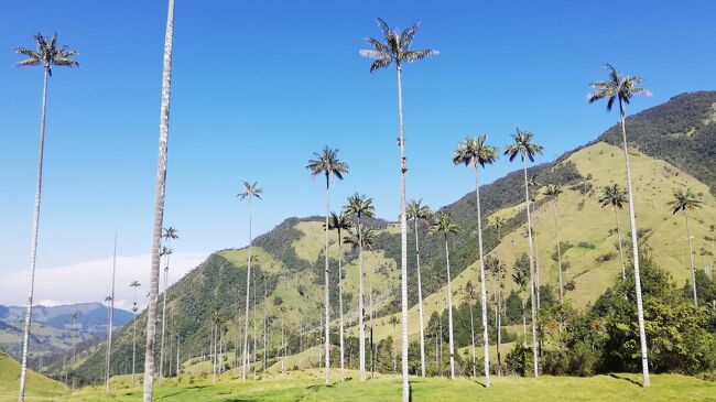 【コロンビア】世界ー高いヤシの木が生える「ココラ渓谷」 ハイキング
