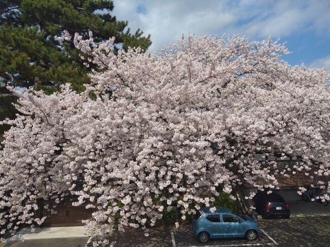 例年より早く北上してきた桜前線。油断しているうちに仙台の桜たちは満開になってしまった。するといつもの同行者が「榴岡公園で花見したい」とリクエスト。でも「へそ曲がり」な私は仙台の桜の名所でもある「榴岡公園」へ直接行くのではなく、町歩きをしながら人知れず咲く桜を眺めながら町歩きをすることに。さて、どんな桜と出会えるのか？。